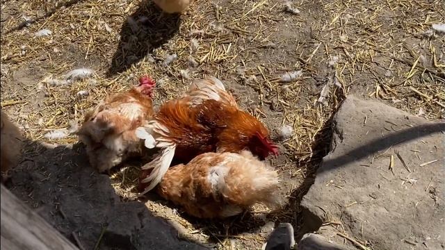 Расскажу ИСТОРИЮ одной курицы Мини мясные палевые, Бресс Гальцы Хитрук Елена Украина смотреть онлайн