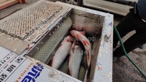 Машина щеточная для очистки рыбы от чешуи МТ-60