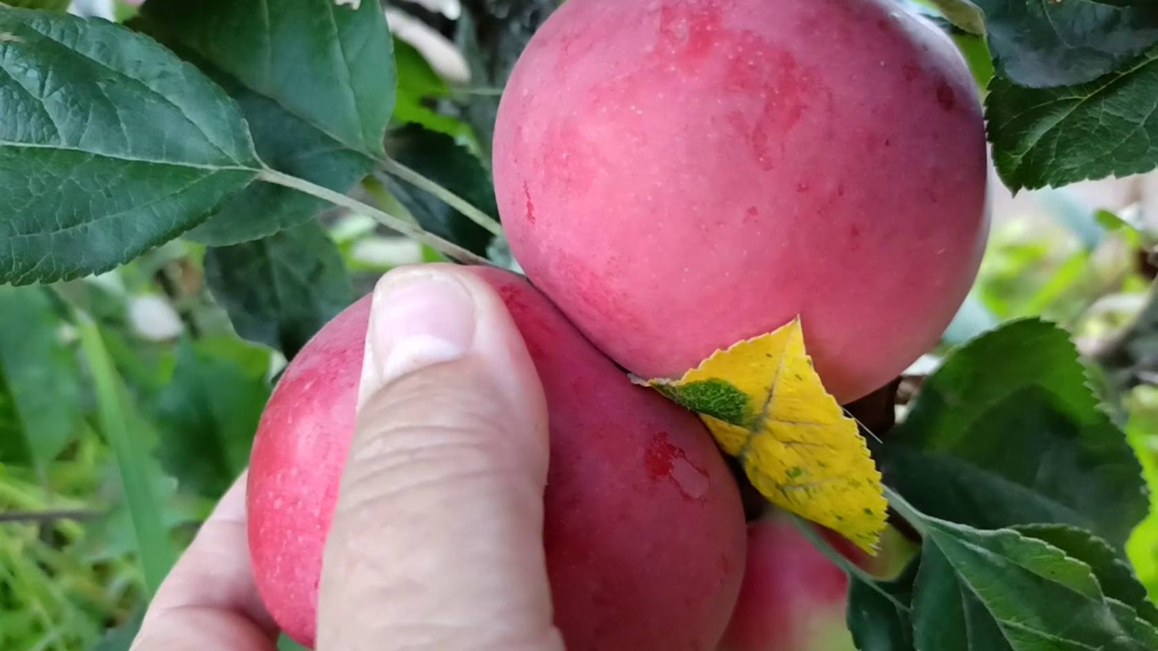 Чудесная колоновидная яблоня Валюта плодоносит в Сибири каждый год смотреть онлайн