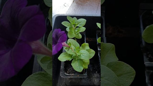 Показываю, как чувствуют себя черенки петунии, укоренённые в воде. 04.07.2024 смотреть онлайн