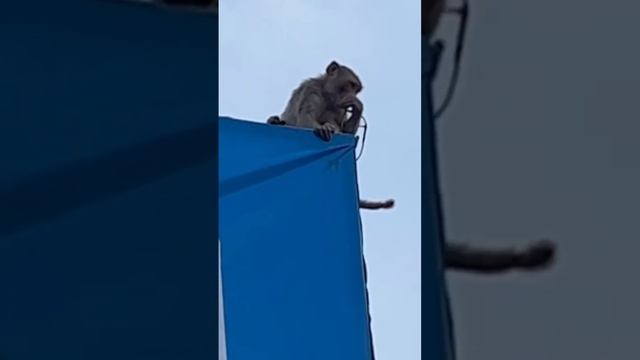 Мартышка и очки в Индии #путешествия #индия #travel #мартышка #обезьяна #очки смотреть онлайн