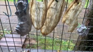 Обязательные прикормки для белок.Содержание белок в вольере