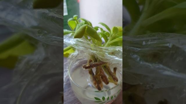 Укоренение черенков петунии в воде. Часть третья. 03.06.2024 г. смотреть онлайн