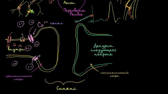 [KhanAcademy] Межнейронные химические синапсы смотреть онлайн