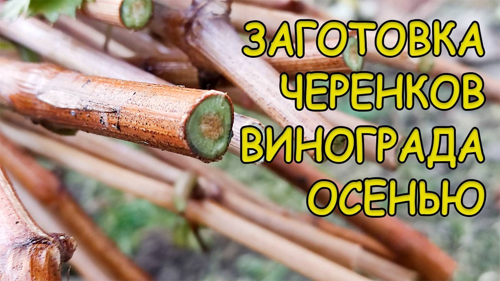 ⚡ ЧЕРЕНКИ 🌱 винограда 🍇 погибнут зимой, если вы не знаете эти секреты 🤫опытных виноградарей 🥸 смотреть онлайн