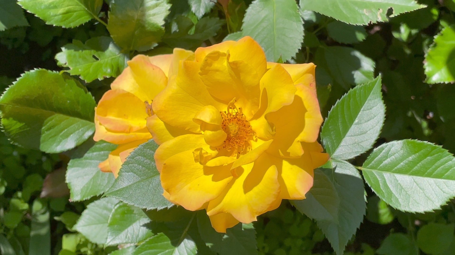 Июнь в Саду 22 июня 2024 часть 3