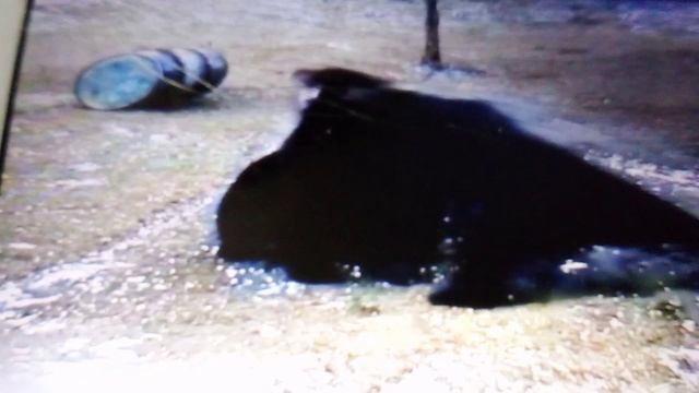 Почему самцы медведей опасны для медвежат в дикой природе. смотреть онлайн