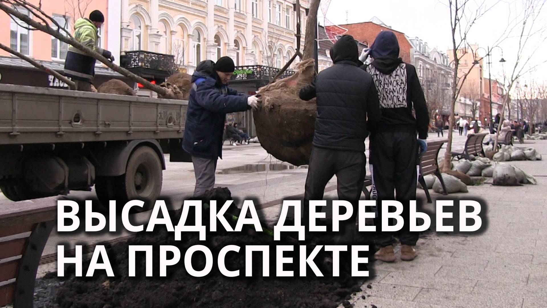 На проспекте сажают ленинградские вязы смотреть онлайн