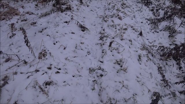 Охота на зайца с русской гончей Умкой 5.11.24г. Потрошки для Звонки)))