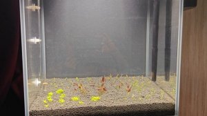 про фосфаты и нитраты