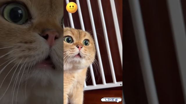 Funny Cats
