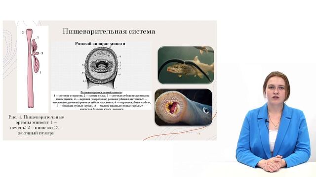 Круглоротые смотреть онлайн