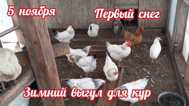 Первый снег - мои курочки на зимнем выгуле... смотреть онлайн