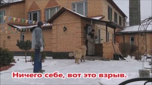 Кавказская овчарка  Защита хозяина  Охрана территории