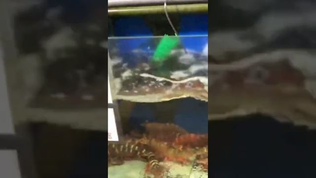 Зубастая рыба и другие морепродукты Борнео #путешествия #food #aquarium #fish #морепродукты #рыба смотреть онлайн