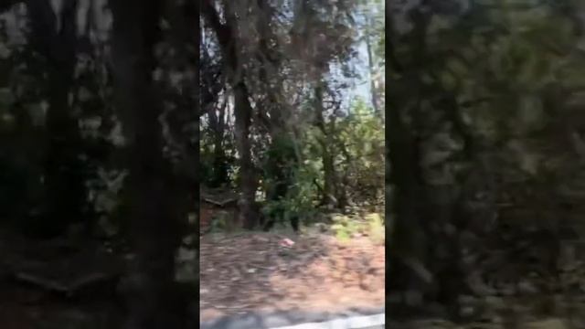 Дорога на Кола бич Индия #путешествия #travel #индия смотреть онлайн