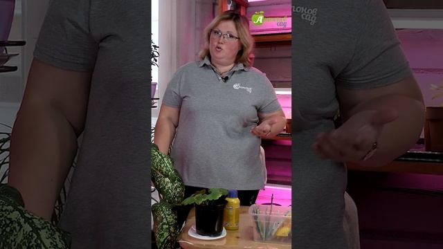 Вредители комнатных растений смотреть онлайн