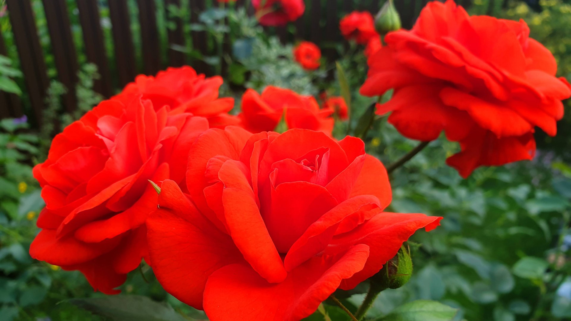 Цветение розы Кордес Бриллиант. смотреть онлайн