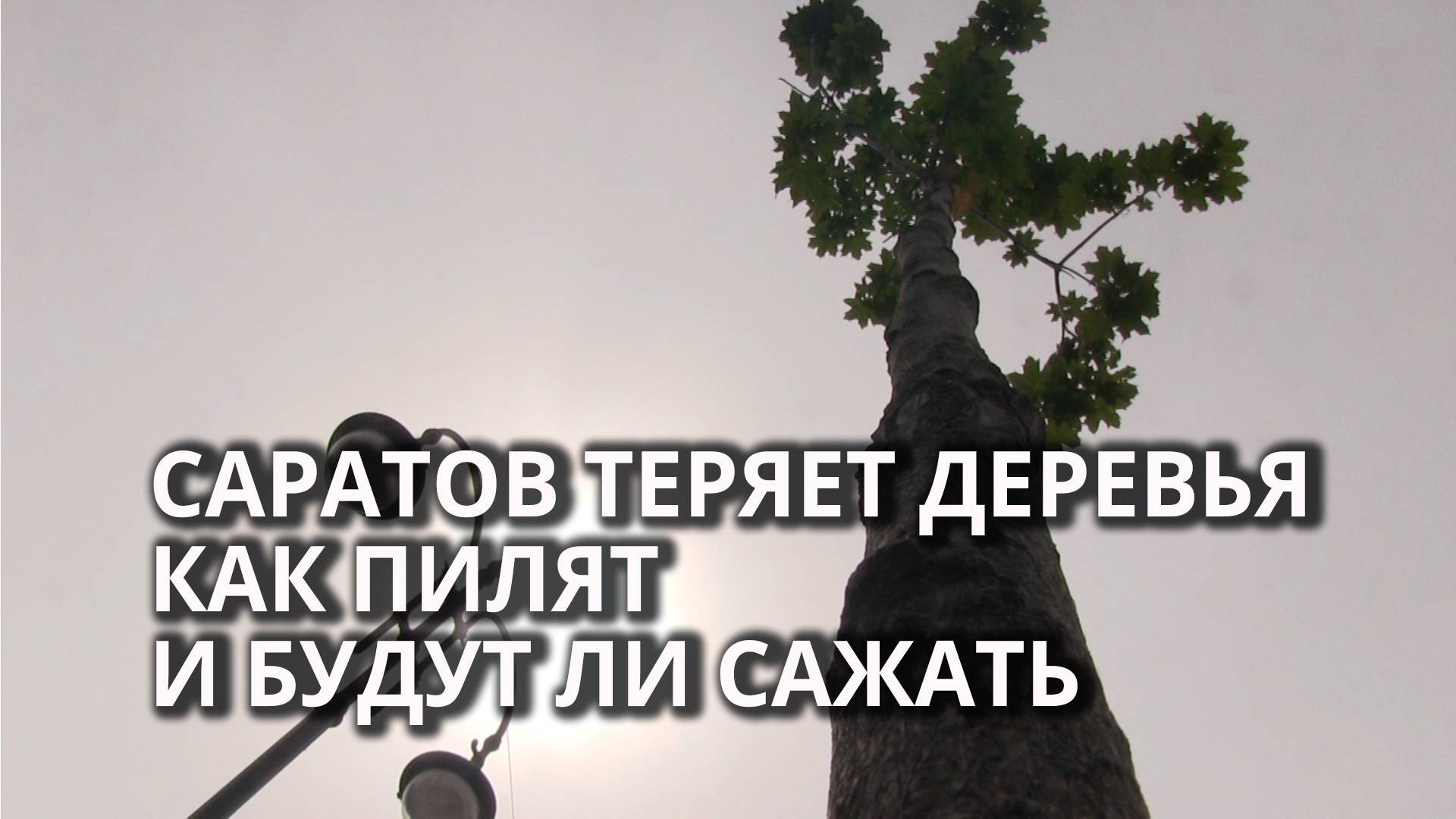 Деревья в Саратове - вырубка, высадка, планы по озеленению смотреть онлайн