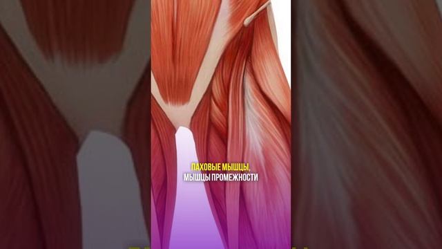 Обязательно к прослушиванию любителям растяжки #shorts #бубновский #кинезитерапия #здоровье смотреть онлайн