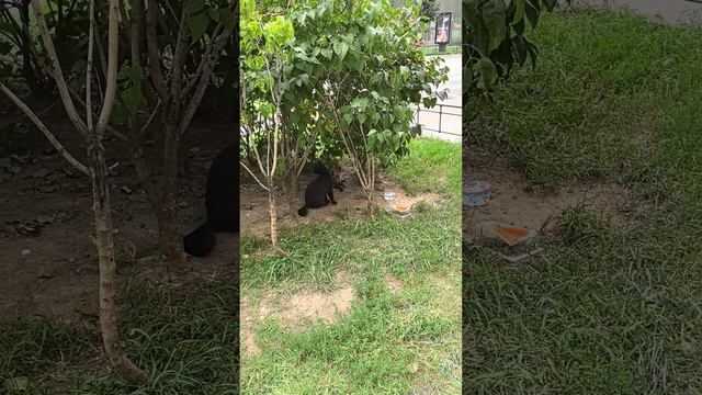 Питерские котики #забавныеживотные #коты #котики #Питер #питерскиекоты #funnycats #funnyanimals смотреть онлайн