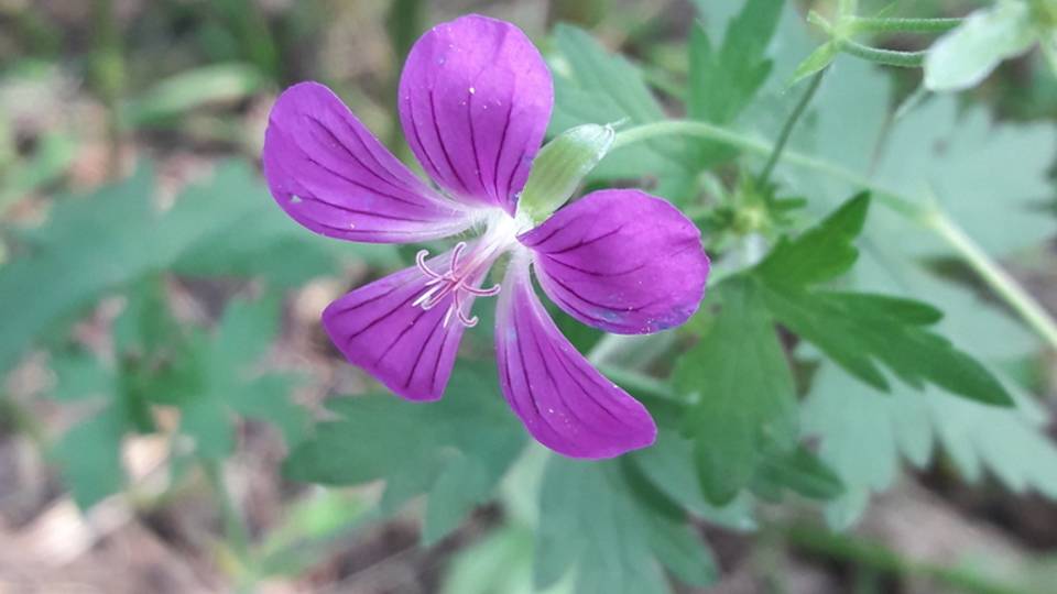 190. Герань болотная - Geranium palustre смотреть онлайн