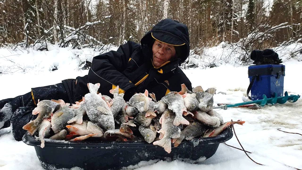 Первый лёд на таёжной реке. Окунёвый джекпот! смотреть онлайн