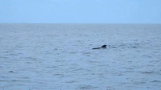 Тенерифе, день 7-й: Лос-Кристианос и морская прогулка по океану | Los Cristianos, Tenerife - Spain смотреть онлайн