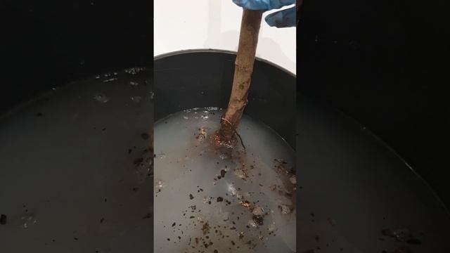 Штамбовая роза из питомника Кордес от покупки до посадки. Часть шестая. смотреть онлайн