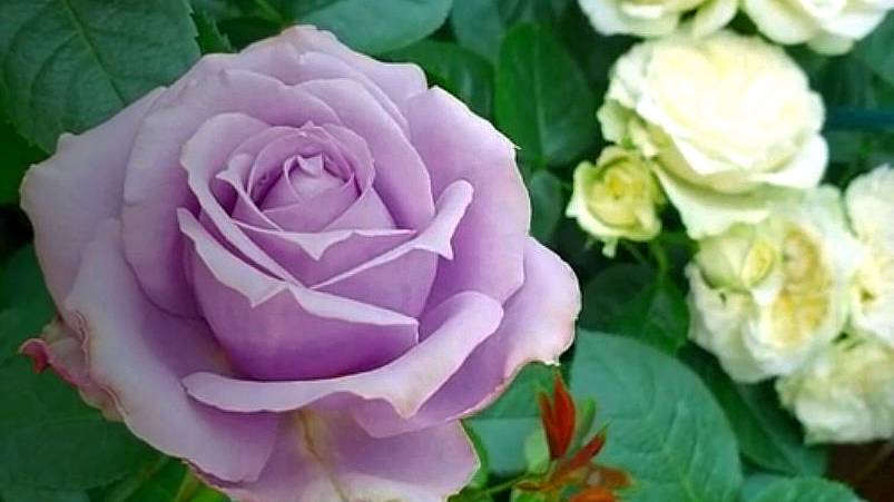 Красивый дуэт. Новалис и Винтер Лодж. смотреть онлайн