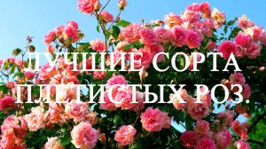 Лучшие сорта плетистых роз.