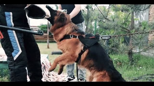 Nimfa Alvi Straig смотреть онлайн