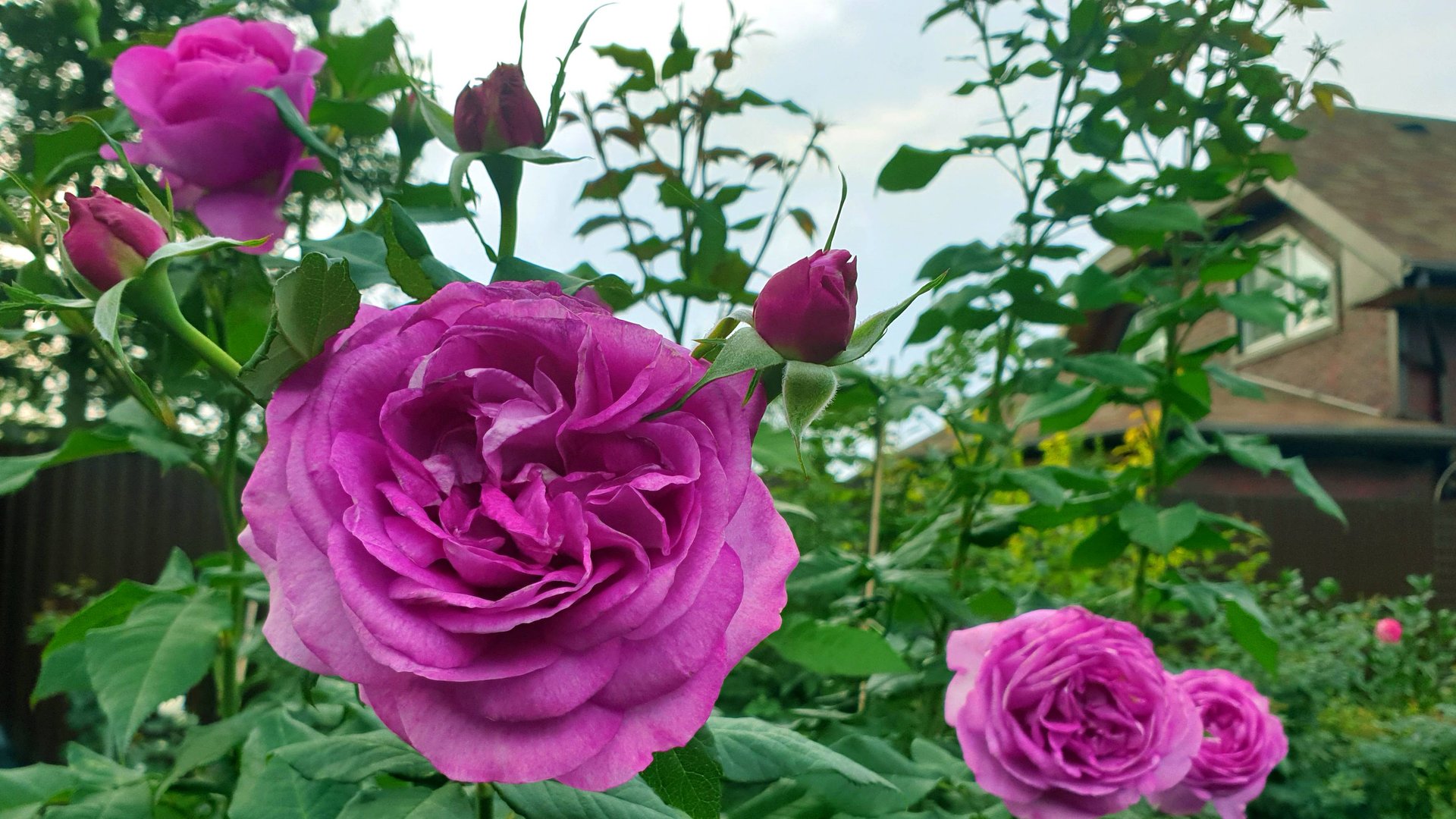 Цветение розы Кармен Вьюрт. смотреть онлайн