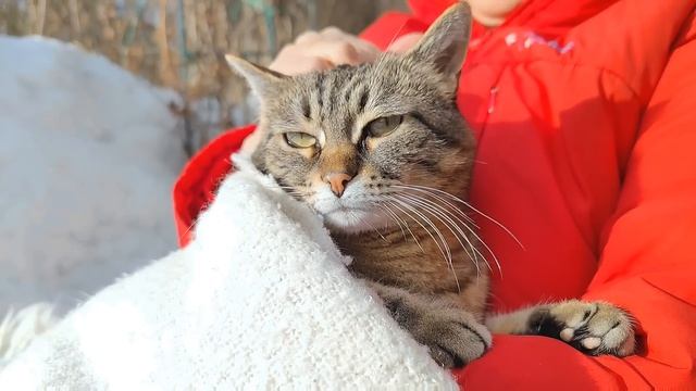 Первый день Масленицы или КОТоБудни от 11 марта 2024г. | Life in Russia смотреть онлайн
