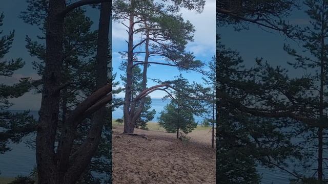 Карелия 2024. Ладожское озеро. Приозерск. Июль 2024 (Часть 7).mp4 смотреть онлайн