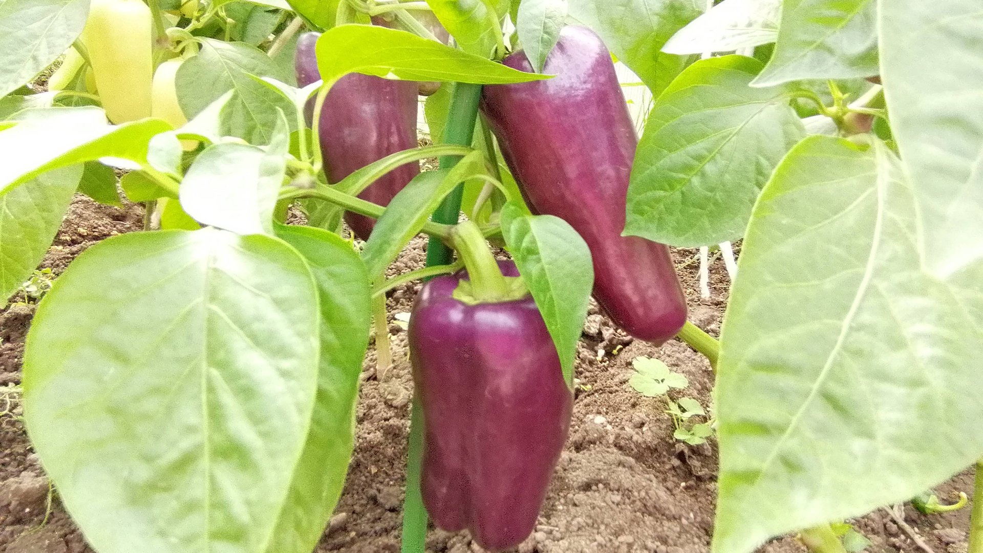 УРОЖАЙНЫЕ,РАННЕСПЕЛЫЕ СЛАДКИЕ ПЕРЦЫ.РЕКОМЕНДУЮ! смотреть онлайн