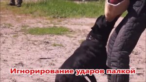 Контроль или игнорирование вооруженной руки. Чему учить собаку?Перехваты.