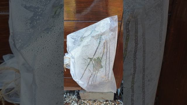 Штамбовая роза из питомника Кордес от покупки до посадки. Часть двенадцатая. смотреть онлайн