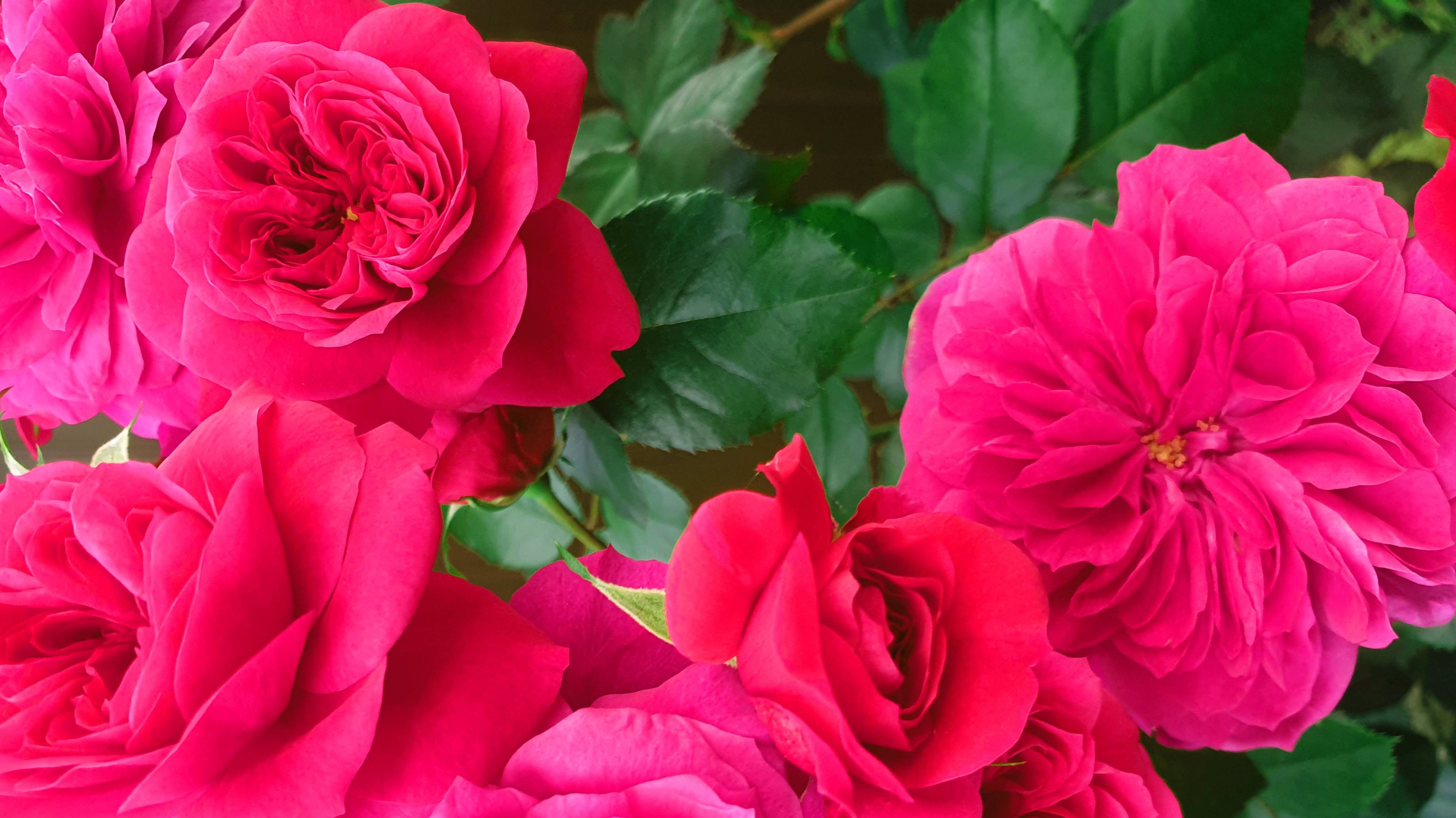 Цветение розы Сангрия. смотреть онлайн