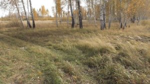 Еду в лес на электротяге