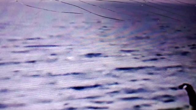 Почему канадские казарки очень наглые и  агрессивные, когда они защищают гусят.