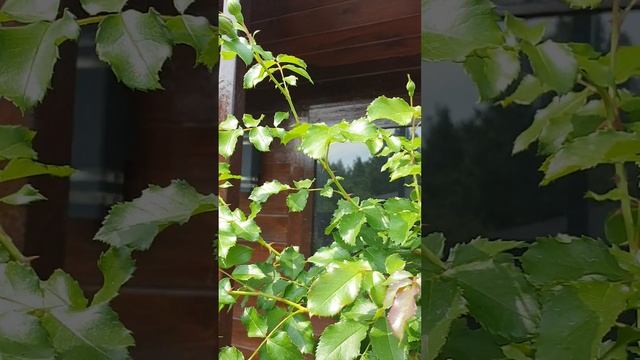 Штамбовая роза из питомника Кордес от покупки до посадки. Часть четырнадцатая. смотреть онлайн