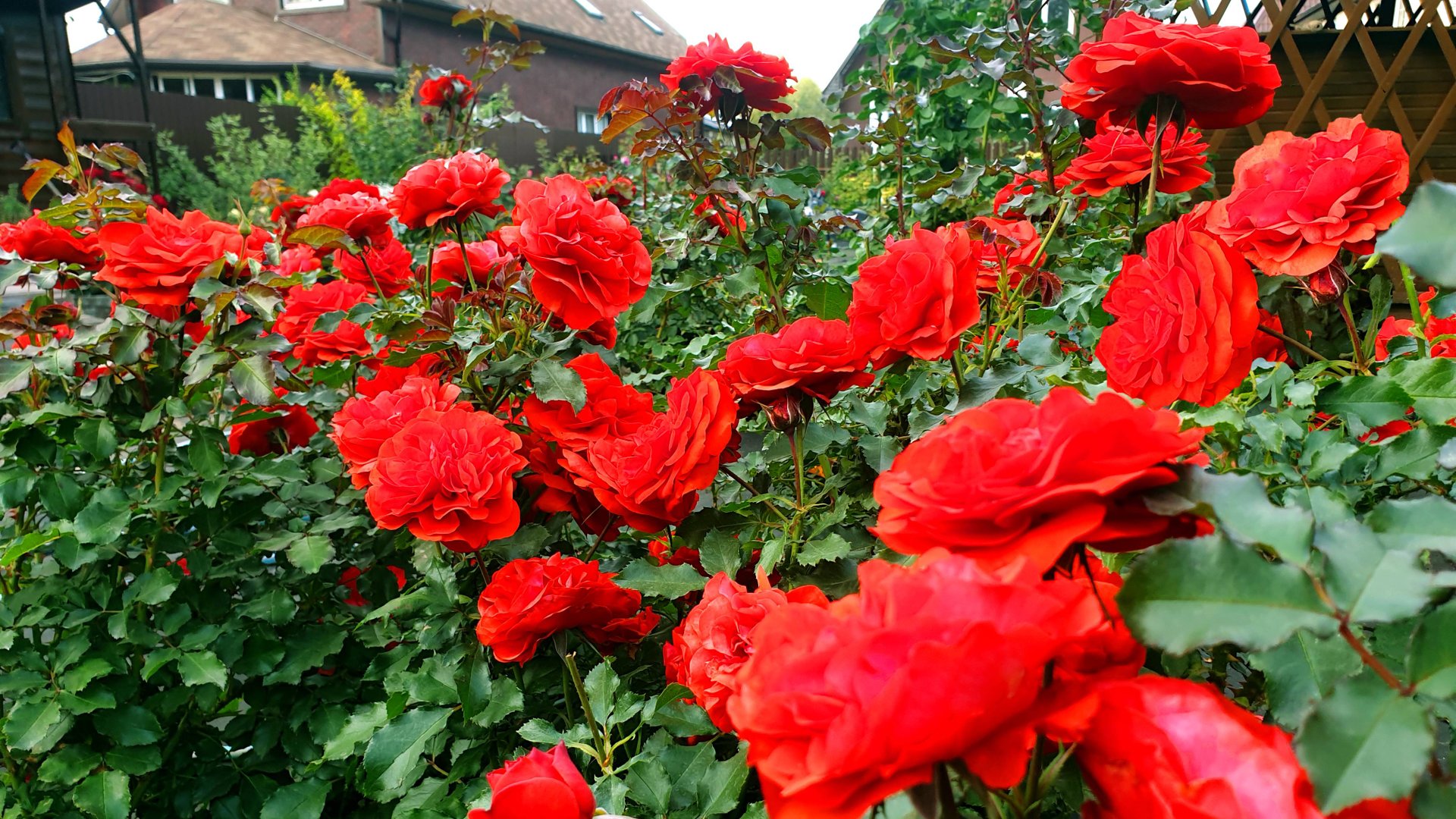 Цветение розы Ремембранс. смотреть онлайн