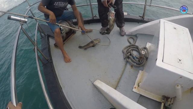 Unli Grouper! Fish Stalker Charter Boat | SG Fishing смотреть онлайн