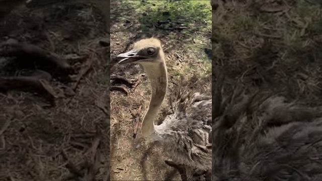 Маврикий. Mauritius. 毛里求斯。 смотреть онлайн