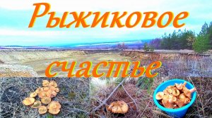 Рыжиковое счастье !!!