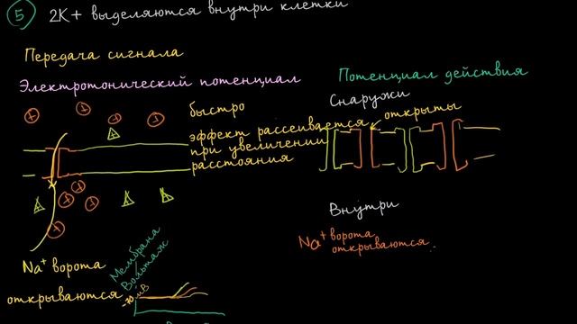 [KhanAcademy] Электротонические потенциалы и потенциалы действия смотреть онлайн