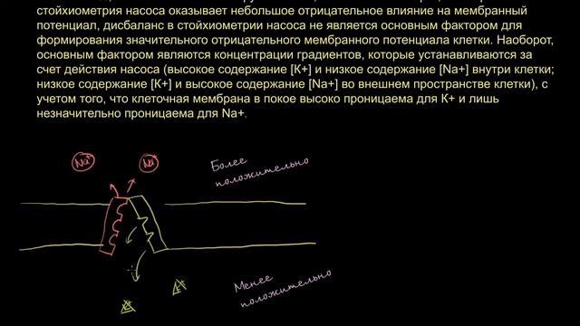 [KhanAcademy] Поправка к видео "Натрий-калиевый насос" смотреть онлайн