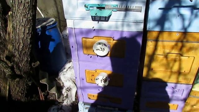 пчеловодство на ячейке 4,9 мм - часть 53, отличная зимовка пчел, облет 31 марта при +10 на улице смотреть онлайн