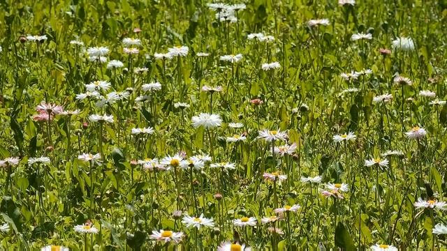 Дела огородные: работаем весело, выращиваем "что попало", но с любовью или КОТоБудни от 22.05.2024г. смотреть онлайн